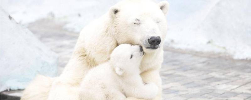 北极熊有多大 北极熊体型对比图