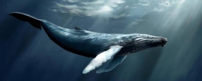 鲸鱼怎么喂奶 鲸鱼是怎么给自己孩子喂奶的?