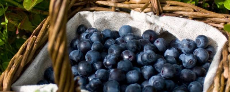 蓝莓怎么存放保鲜多久 蓝莓可以放多久?蓝莓怎么保存时间长