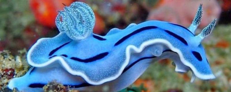 海蛞蝓的特点 海螵蛸的性状特征