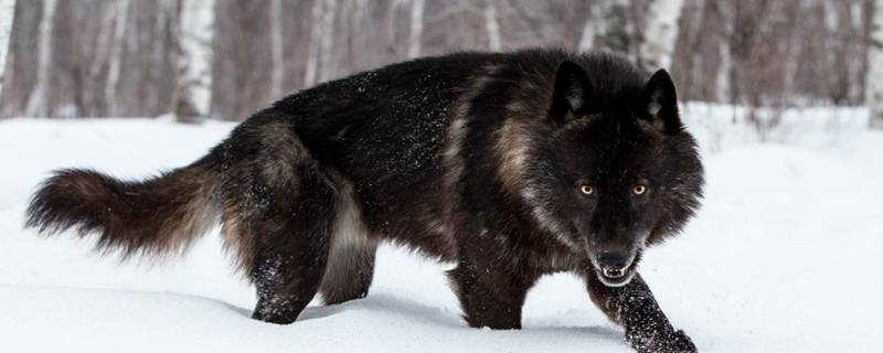 北美灰狼有多大 北美灰狼有多大?