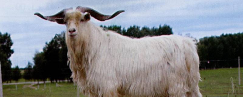 绒山羊的特点 绒山羊的特点有什么