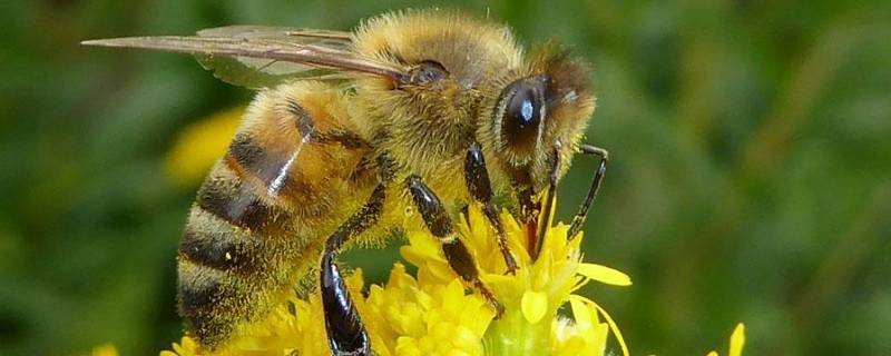 分蜂热是什么意思 蜜蜂分蜂热有什么表现
