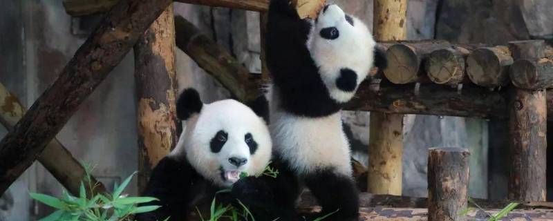 大熊猫吃什么竹子品种（大熊猫吃什么竹子）