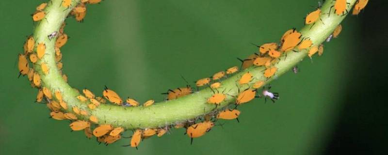蚜虫的特点 蚜虫的特点和生活环境