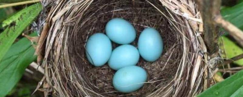 淡绿色蛋壳是什么鸟的蛋（什么鸟的蛋是淡绿色的）
