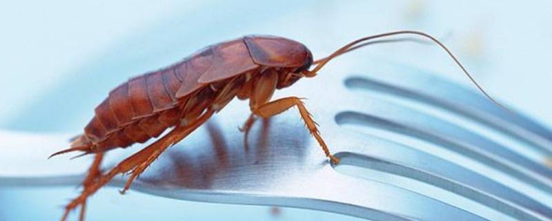 什么气味可以驱赶蟑螂 蟑螂最怕什么味道,驱蟑螂最有效的方法