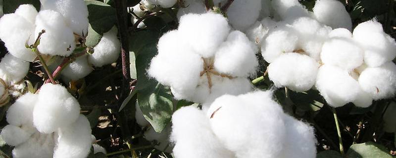 新疆棉花的用途有哪些 新疆棉花用于什么
