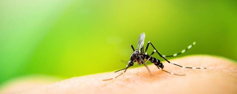 蚊子习性 蚊子的特征