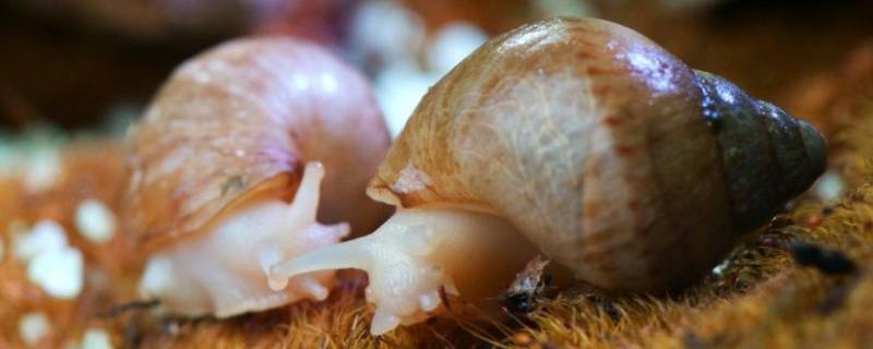 白玉蜗牛和非洲大蜗牛的区别 白玉蜗牛与非洲大蜗牛的区别