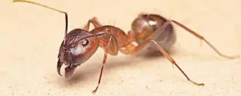 蚂蚁洞为什么是天然的指南针 蚂蚁洞为什么是大自然的指南针