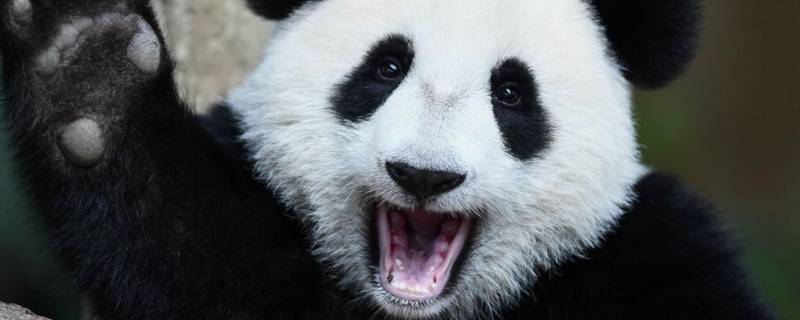 大熊猫国宝原因 大熊猫 国宝 原因