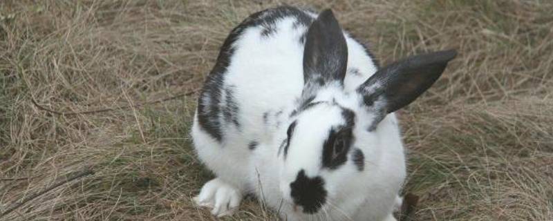 兔的特点 兔的特点有哪些及性格