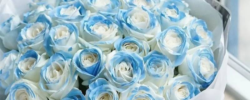 冰蓝玫瑰是染色的吗 蓝玫瑰 染色