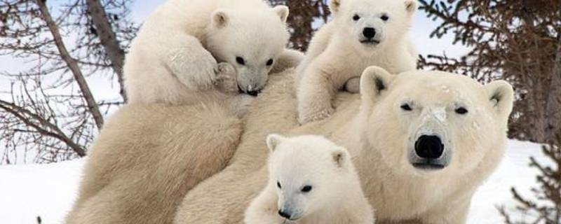 北极熊寿命（北极熊寿命有多长）