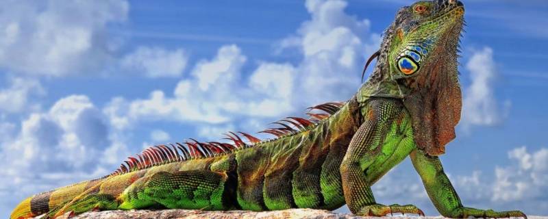 iguana是变色龙吗（iguana和变色龙一样吗）
