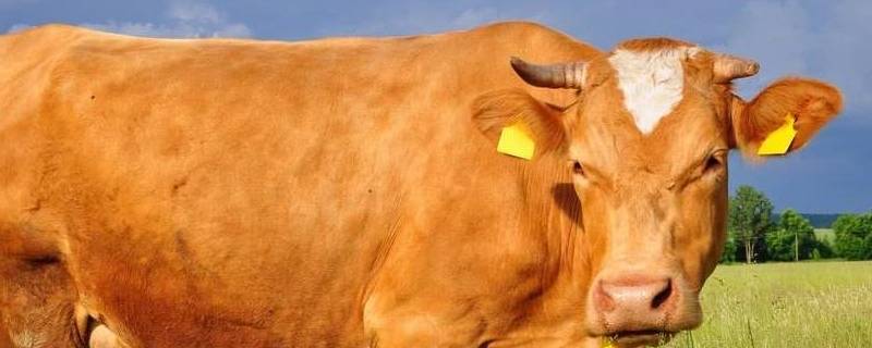 牛的美称有哪些 牛的美称词语