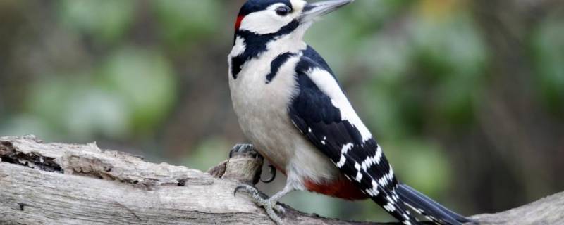 啄木鸟的美称叫什么 啄木鸟的美称是什么意思
