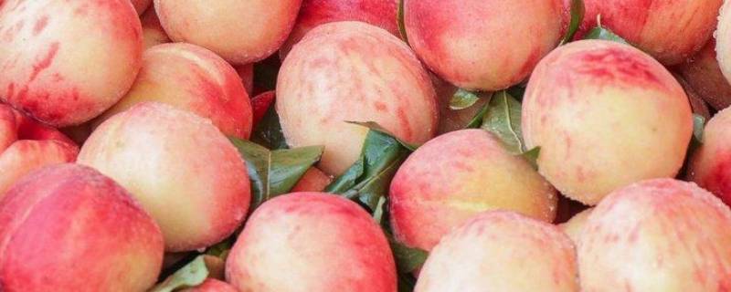 桃子的营养 桃子的营养成分和营养价值