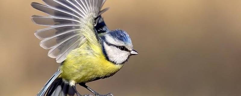 6条保护鸟类的标语（保护鸟类的标语语）