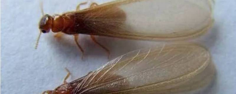 如何消灭水蚁 消灭水蚁简单有效方法
