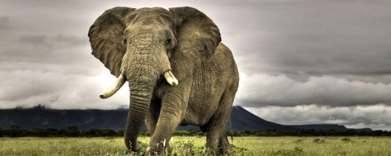 大象最喜欢吃三种水果 大象最喜欢吃什么食物水果