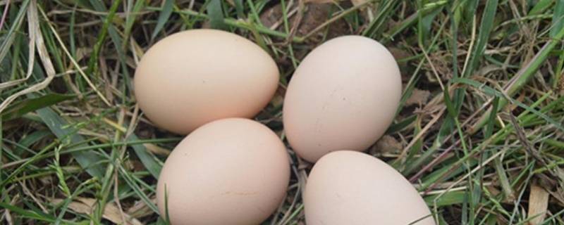 白凤蛋是什么鸡蛋 白凤蛋是乌鸡蛋吗