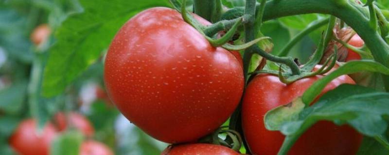 挑选西红柿的三个方法 怎么挑选西红柿妙招经验