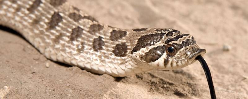 蛇为什么会冬眠 蛇为什么会冬眠不进食