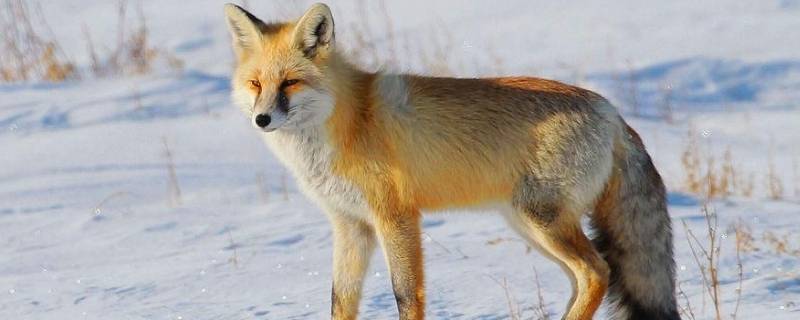 狐狸的寿命 狐狸的寿命最长多少年