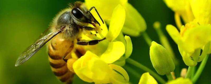 蜜蜂的介绍以及特点 蜜蜂的介绍和特点