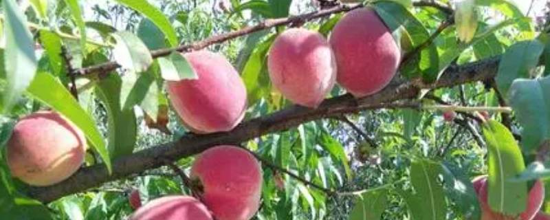 五月份成熟的桃子有哪些品种（5月份成熟的桃子品种）
