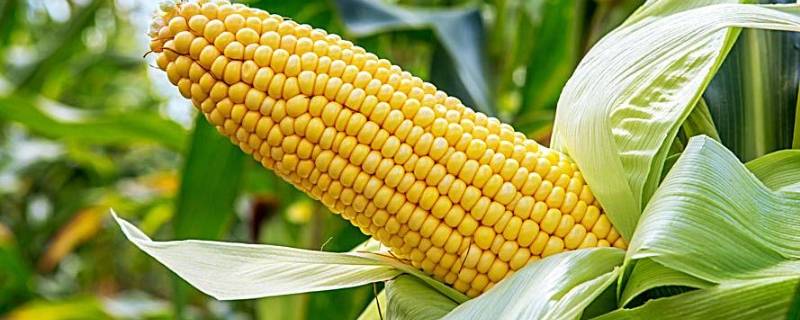 玉米成分（玉米成分及营养价值）