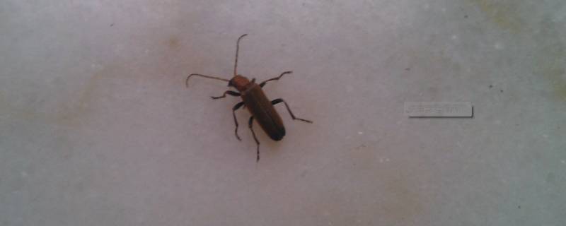屋里为什么会有蟑螂什么原因 屋里面为什么会有蟑螂