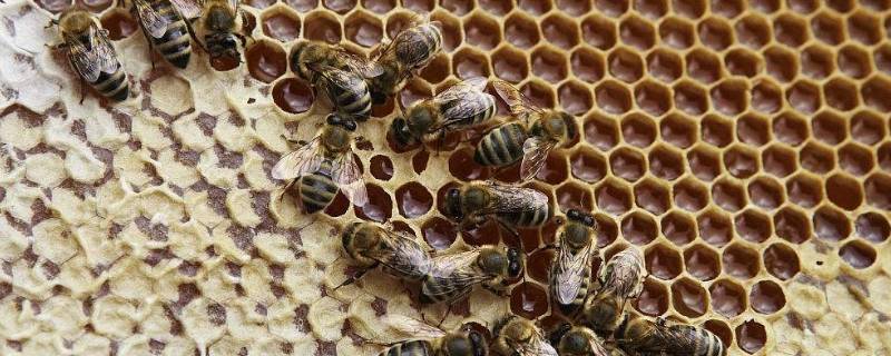 蜜蜂巢脾是什么东西 蜂巢蜜和巢脾