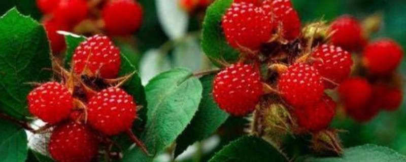 野生树莓可以吃吗 树草莓能吃吗