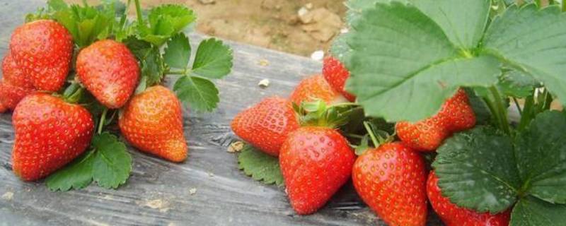 草莓洗完有局部软白是什么 草莓表面软了白色的了