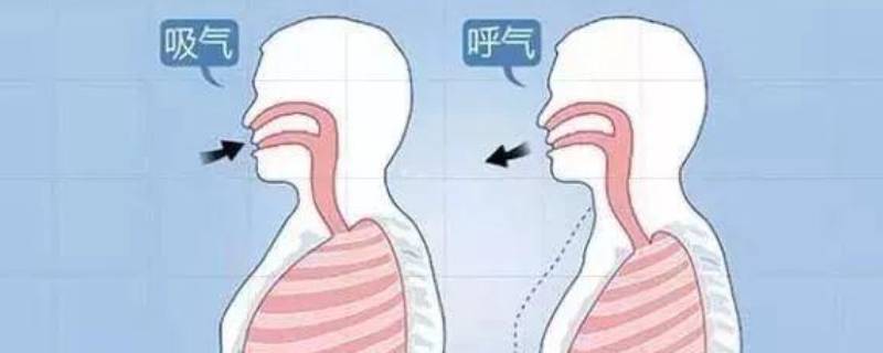 人体呼吸过程 人体呼吸过程示意图