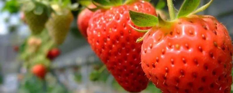 草莓是水果吗（草莓是水果吗权威答案）