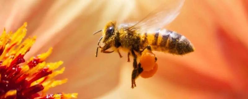 意蜂和中蜂有什么区别（意蜂和中蜂的区别）
