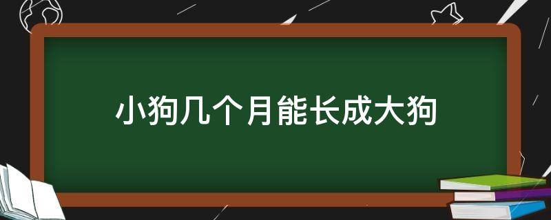 小狗几个月能长成大狗（小狗几个月能长成大狗?）