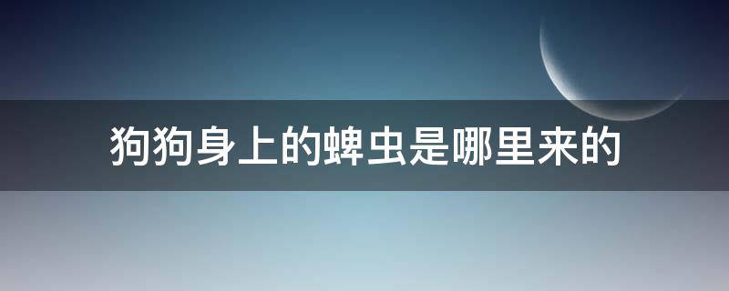 狗狗身上的蜱虫是哪里来的 狗狗身上的蜱虫是从哪里来的