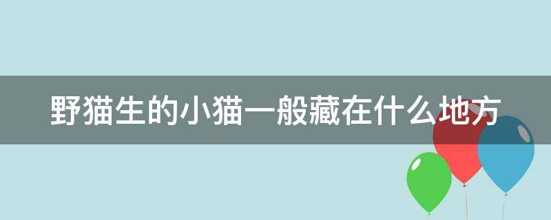 野猫生的小猫一般藏在什么地方 野猫生下小猫就不管了吗