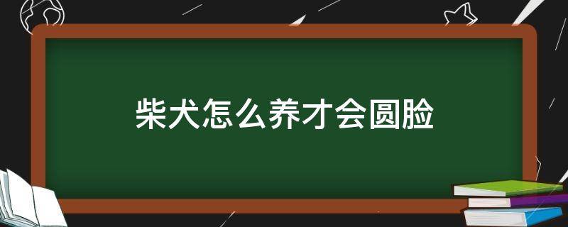 柴犬怎么养才会圆脸 柴犬尖嘴能否养成圆脸