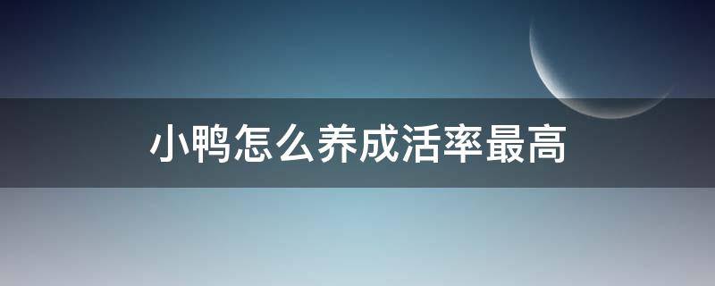 小鸭怎么养成活率最高（如何提高小鸭的成活率）