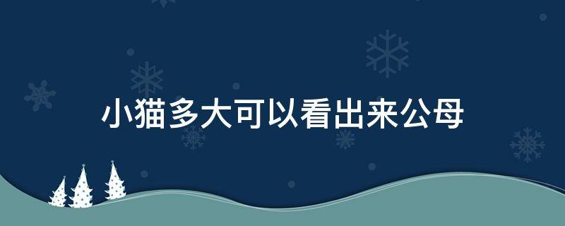 小猫多大可以看出来公母（小猫咪多大可以看出公母）
