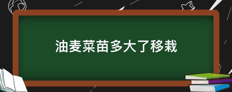 油麦菜苗多大了移栽（油麦菜出苗多久移栽）