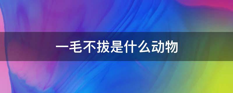 一毛不拔是什么动物 一毛不拔是指哪个动物