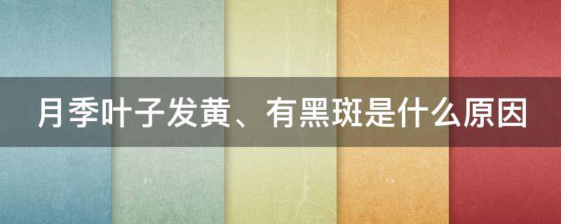 月季叶子发黄、有黑斑是什么原因（月季叶子黄了有黑斑怎么办）