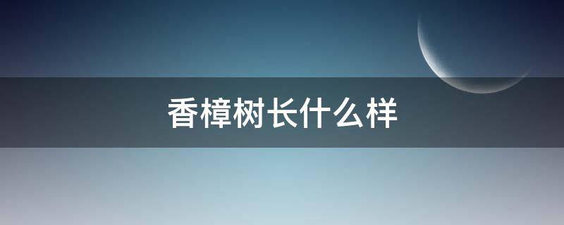 香樟树长什么样 香樟树长什么样? 百度网盘